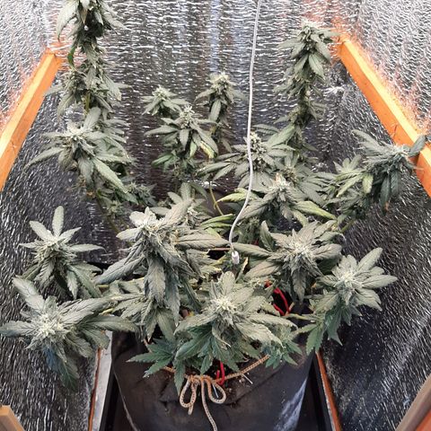 Morita XXL growlog timeline photo