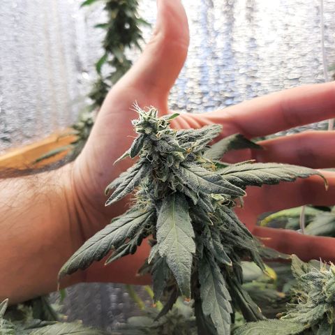 Morita XXL growlog timeline photo