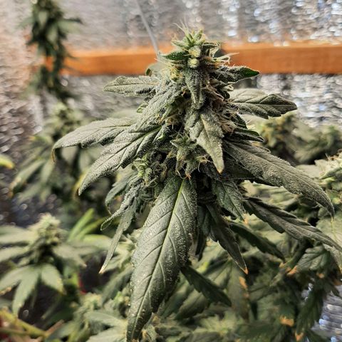 Morita XXL growlog timeline photo