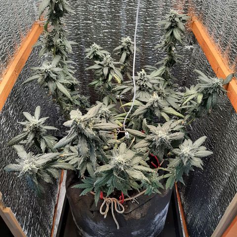 Morita XXL growlog timeline photo