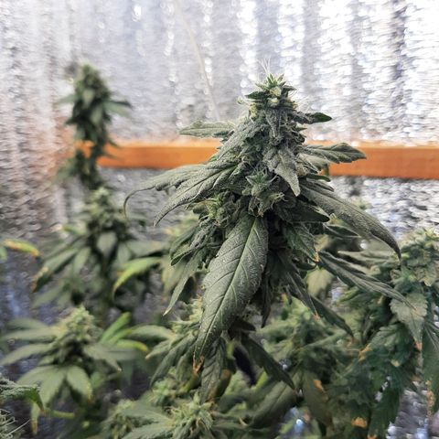 Morita XXL growlog timeline photo