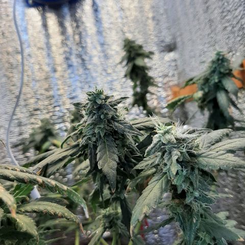 Morita XXL growlog timeline photo