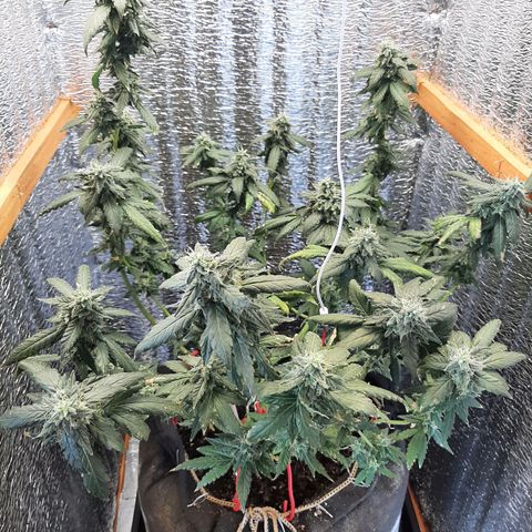 Morita XXL growlog timeline photo