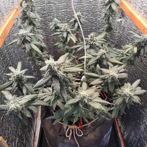 Morita XXL growlog timeline photo