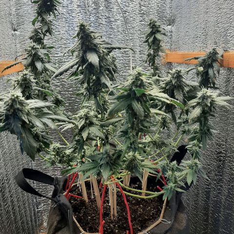 Morita XXL growlog timeline photo