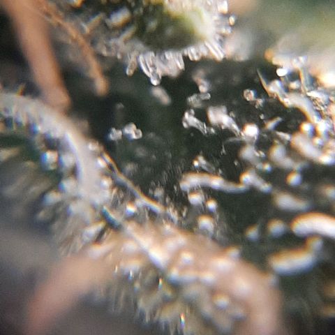 Morita XXL growlog timeline photo