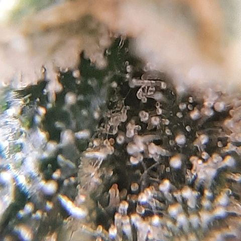 Morita XXL growlog timeline photo
