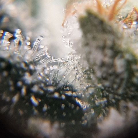 Morita XXL growlog timeline photo