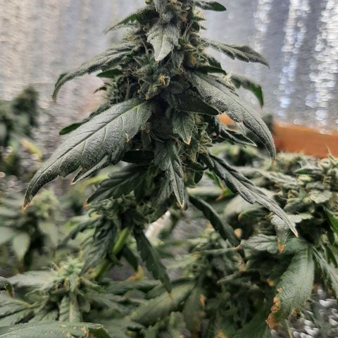 Morita XXL growlog timeline photo