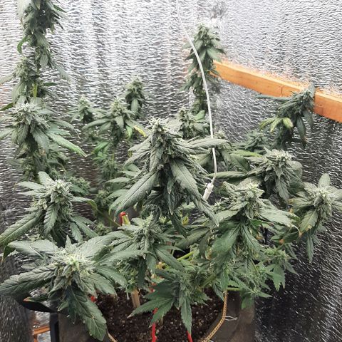Morita XXL growlog timeline photo