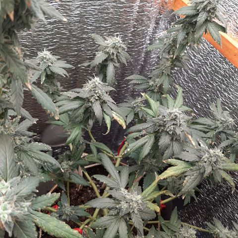 Morita XXL growlog timeline photo