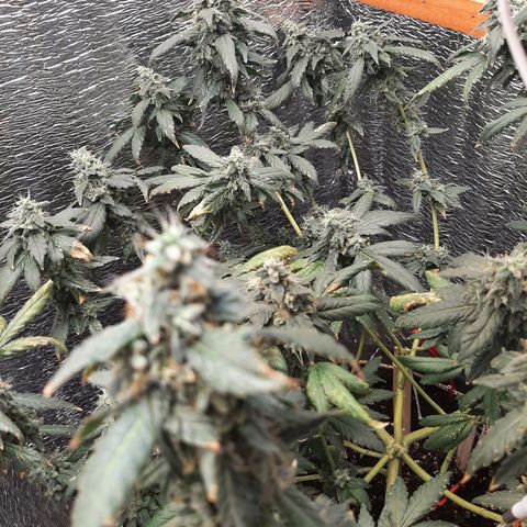 Morita XXL growlog timeline photo