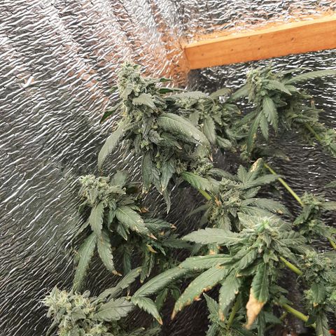Morita XXL growlog timeline photo