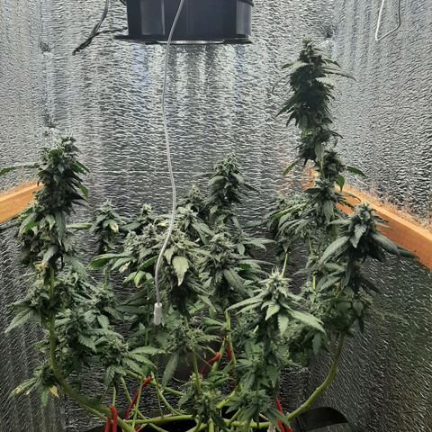 Morita XXL growlog timeline photo