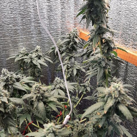 Morita XXL growlog timeline photo