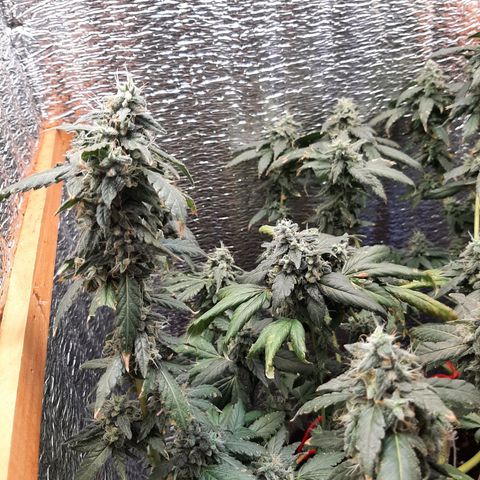 Morita XXL growlog timeline photo