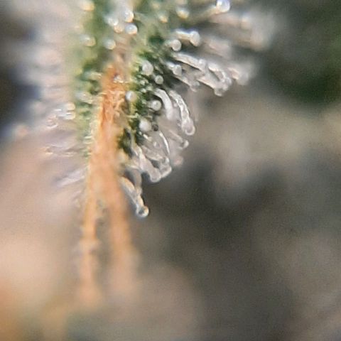 Morita XXL growlog timeline photo