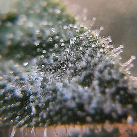 Morita XXL growlog timeline photo