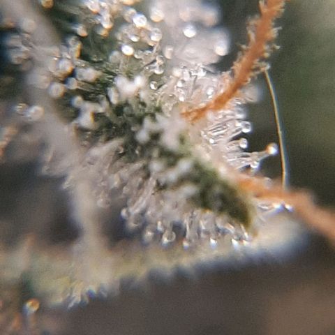 Morita XXL growlog timeline photo
