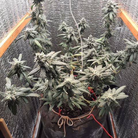 Morita XXL growlog timeline photo