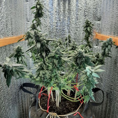 Morita XXL growlog timeline photo