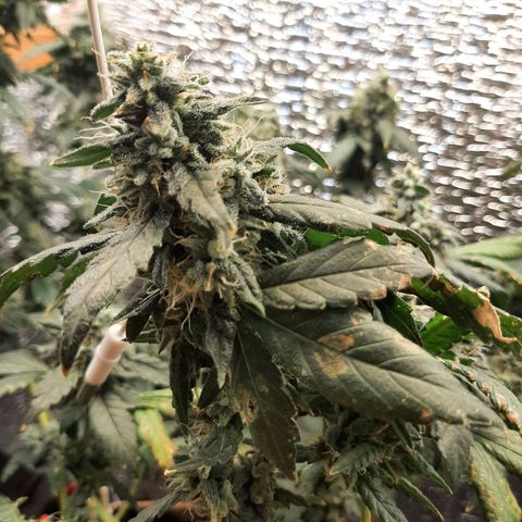 Morita XXL growlog timeline photo