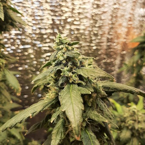 Morita XXL growlog timeline photo