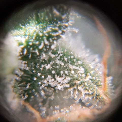 Morita XXL growlog timeline photo