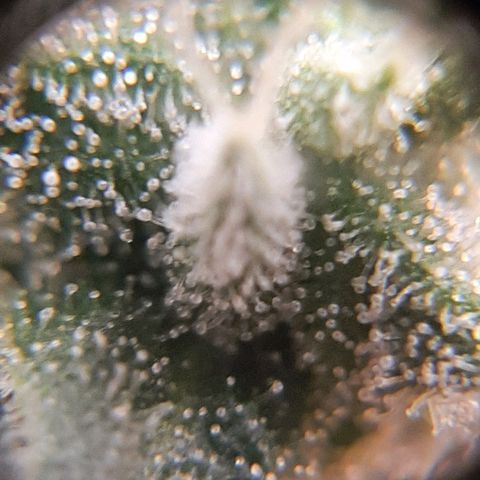 Morita XXL growlog timeline photo