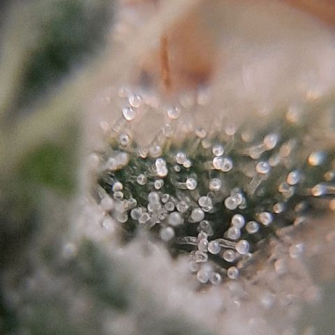 Morita XXL growlog timeline photo