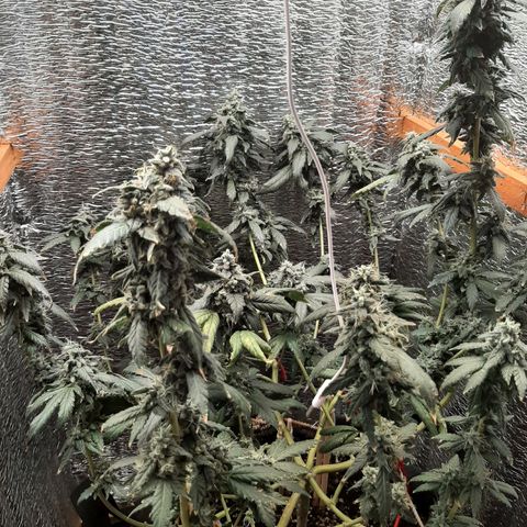 Morita XXL growlog timeline photo