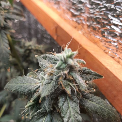 Morita XXL growlog timeline photo
