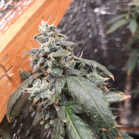 Morita XXL growlog timeline photo
