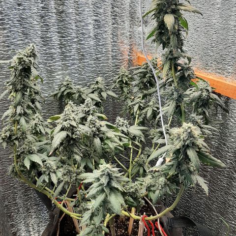 Morita XXL growlog timeline photo