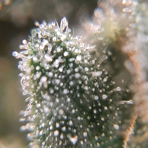 Morita XXL growlog timeline photo