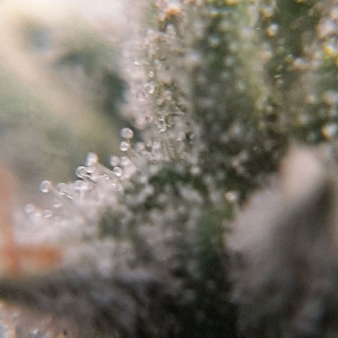 Morita XXL growlog timeline photo