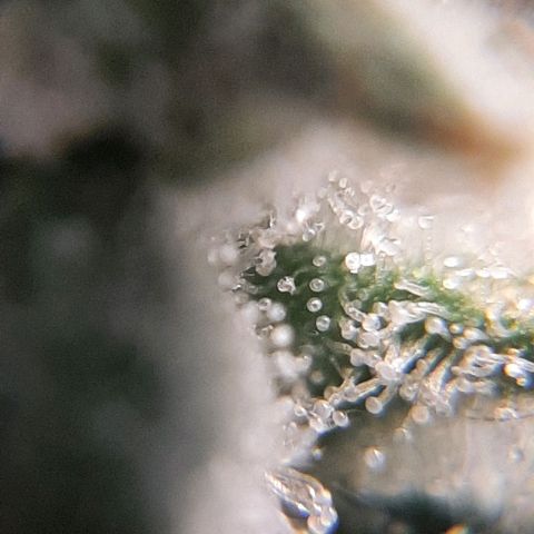 Morita XXL growlog timeline photo
