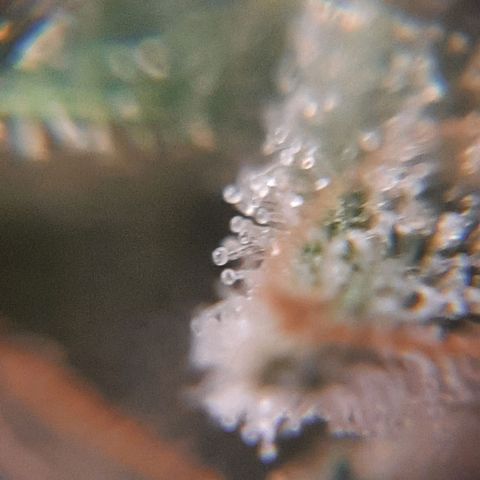Morita XXL growlog timeline photo