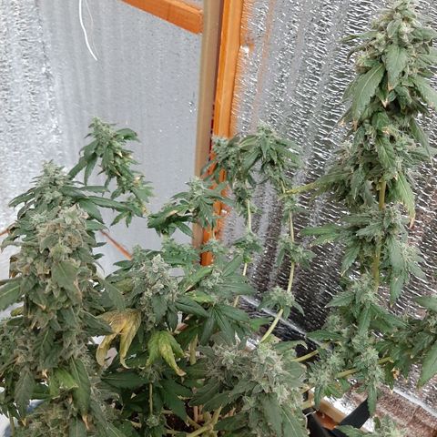 Morita XXL growlog timeline photo