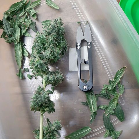 Morita XXL growlog timeline photo