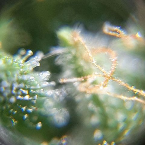 Morita XXL growlog timeline photo