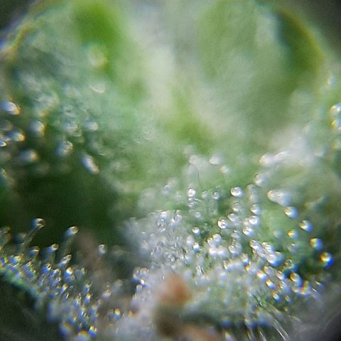 Morita XXL growlog timeline photo