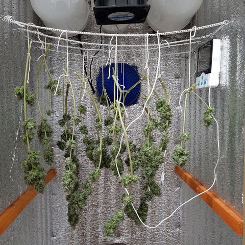 Morita XXL growlog timeline photo