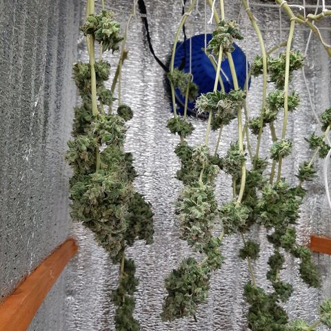 Morita XXL growlog timeline photo