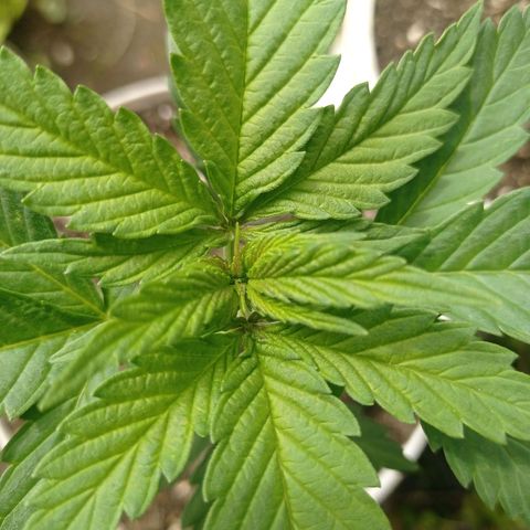 Gelato Kush growlog timeline photo