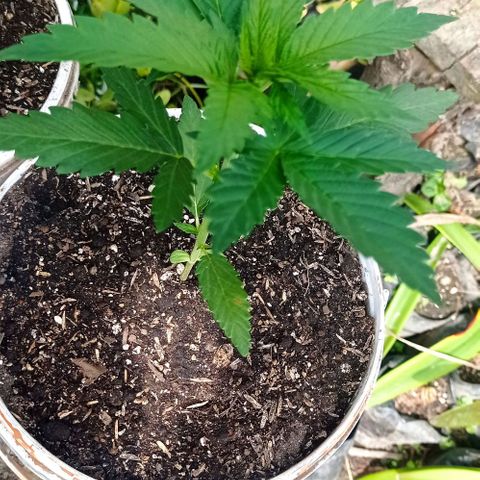 Gelato Kush growlog timeline photo