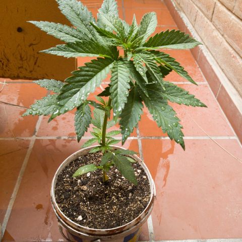 Gelato Kush growlog timeline photo