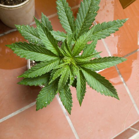 Gelato Kush growlog timeline photo