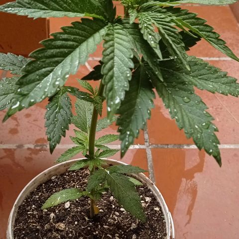 Gelato Kush growlog timeline photo