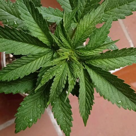 Gelato Kush growlog timeline photo